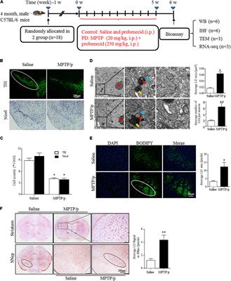 Plin4-Dependent Lipid Droplets Hamper Neuronal Mitophagy in the MPTP/p-Induced Mouse Model of Parkinson’s Disease